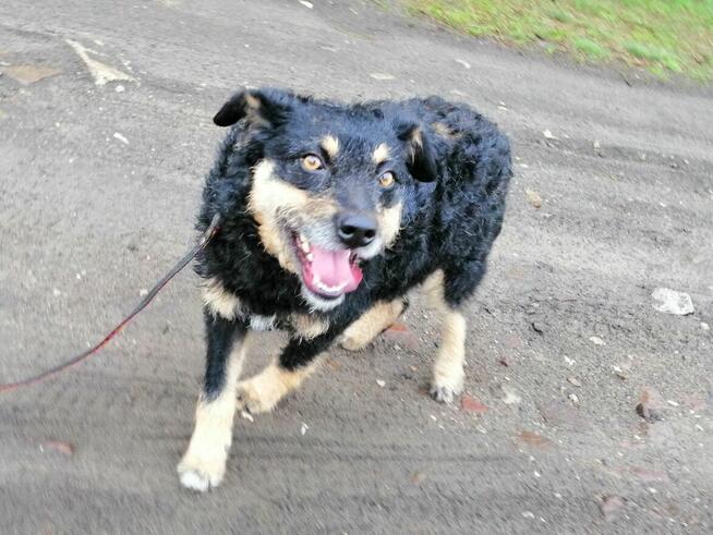SZYSZKA młoda przyjazna łagodna suczka szuka domu