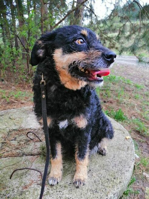 SZYSZKA młoda przyjazna łagodna suczka szuka domu