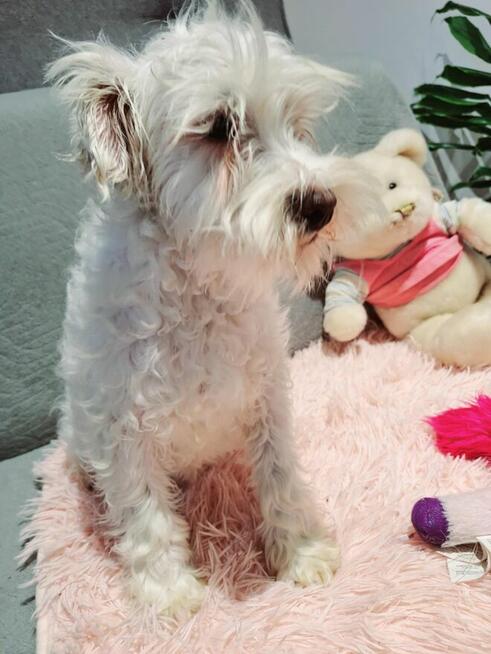 Sznaucer miniaturowy