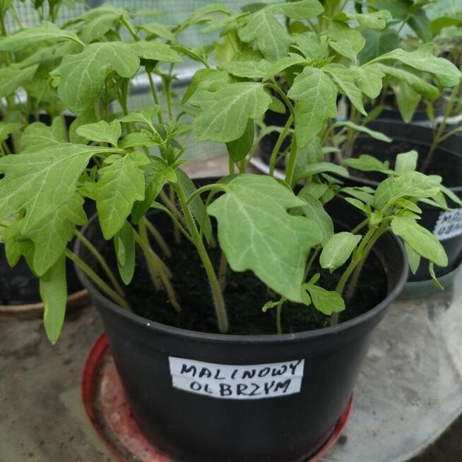 Rozsada sadzonki flance pomidorów wiele odmian papryka