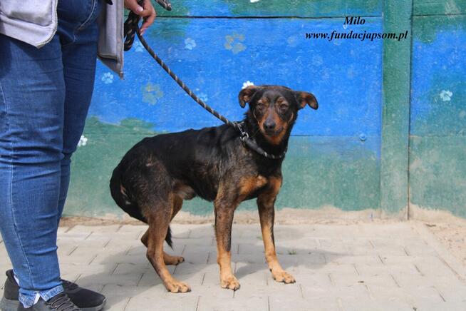 Milo szuka domu