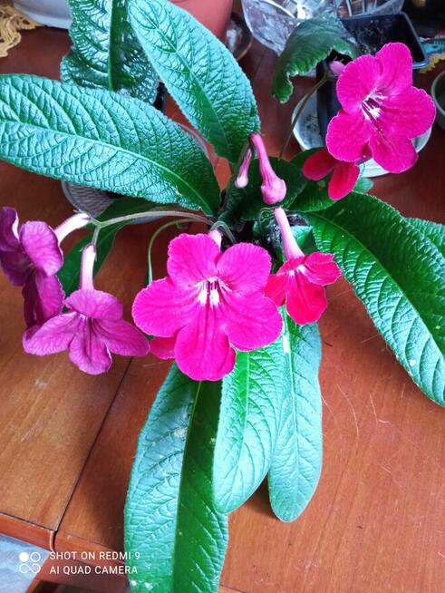 Skrętniki -piękne kwiaty