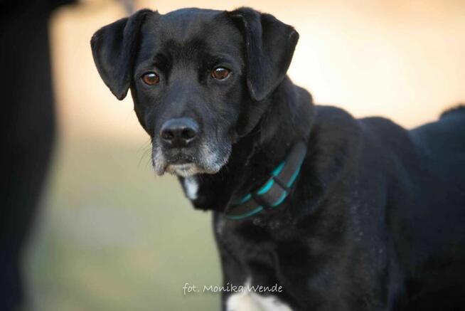 Odi – pies pełen radości, energii szuka kochającego domu