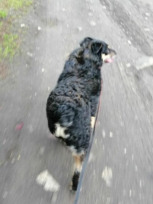 SZYSZKA młoda przyjazna łagodna suczka szuka domu