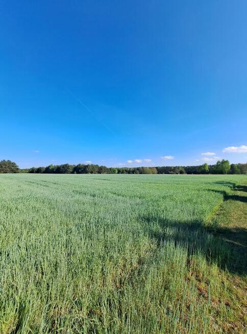 Działka budowlana w Rembowie powiat łaski