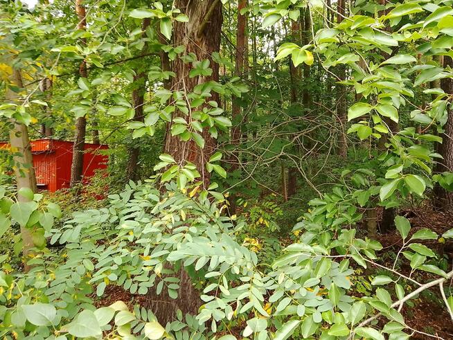 Działka budowlana Grotniki gm. Zgierz