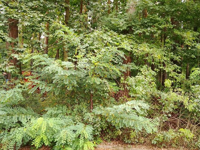 Działka budowlana Grotniki gm. Zgierz