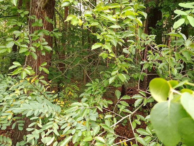 Działka budowlana Grotniki gm. Zgierz