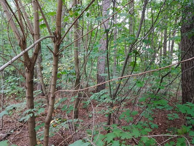 Działka budowlana Grotniki gm. Zgierz