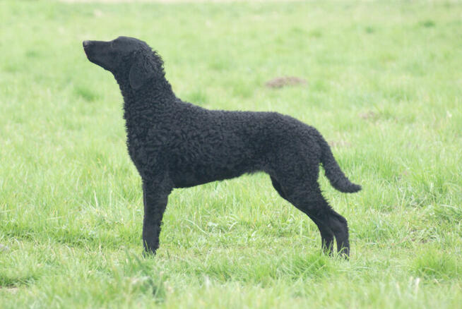 Szczenięta curly coated retriever ZKwP/FCI