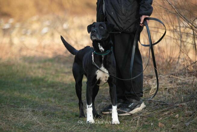 Odi – pies pełen radości, energii szuka kochającego domu