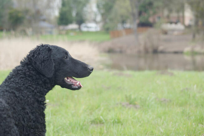 Szczenięta curly coated retriever ZKwP/FCI