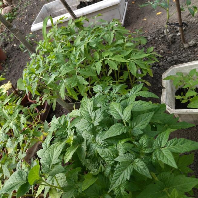Rozsada sadzonki flance pomidorów wiele odmian papryka