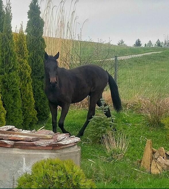 Ogier Zangersheide Sprzedam