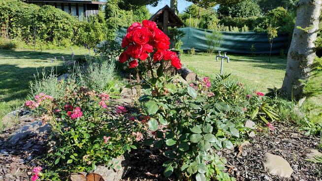 Działka ROD Jabłuszko