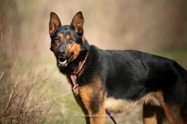 SZARIK – duży, dostojny chłopak szuka domu z kanapą