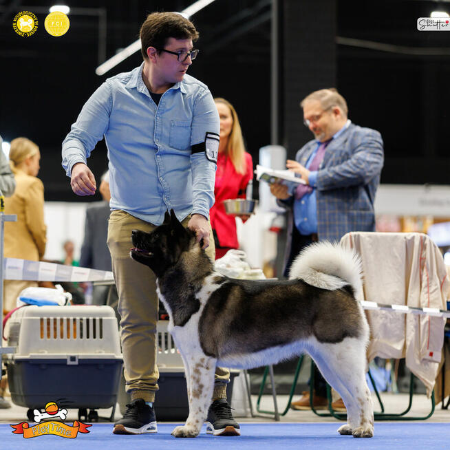 Szczenięta AKITA AMERYKAŃSKA - hodowla PlayTime FCI