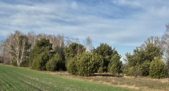 Działki budowlane, Grabów nad Pilicą, Stefanów, Grabów Zal.