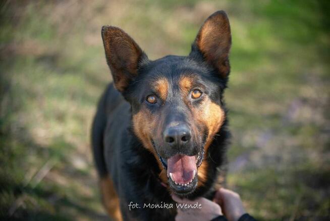 SZARIK – duży, dostojny chłopak szuka domu z kanapą
