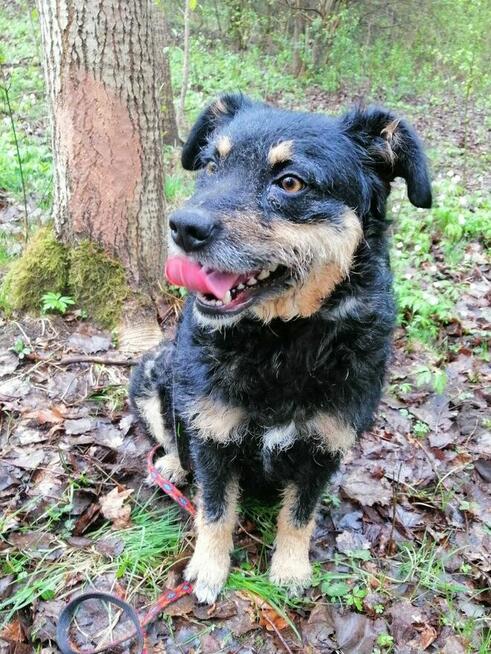 SZYSZKA młoda przyjazna łagodna suczka szuka domu