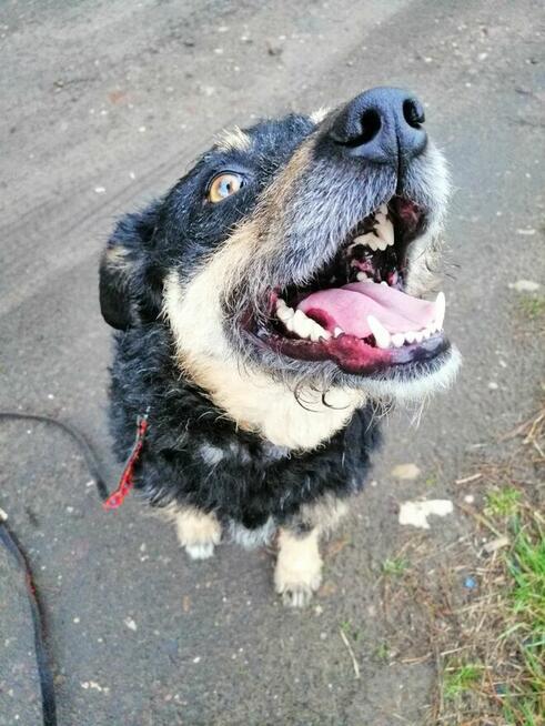 SZYSZKA młoda przyjazna łagodna suczka szuka domu