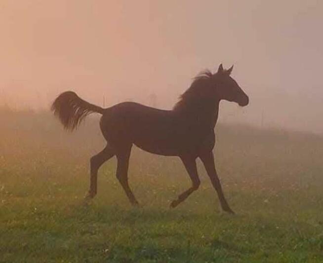 Ogier Zangersheide Sprzedam