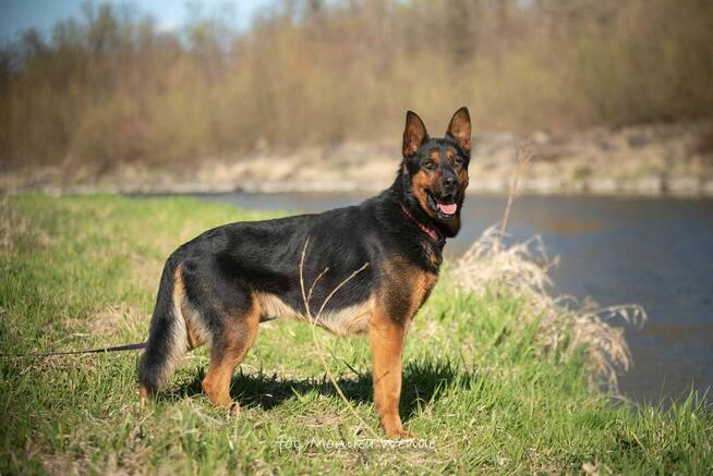 SZARIK – duży, dostojny chłopak szuka domu z kanapą