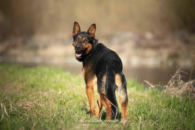 SZARIK – duży, dostojny chłopak szuka domu z kanapą
