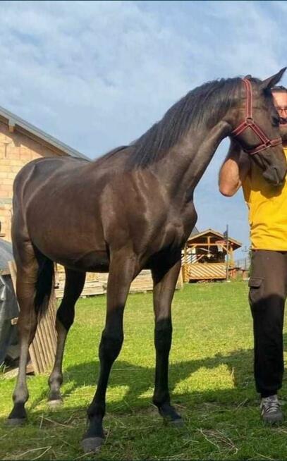 Ogier Zangersheide Sprzedam