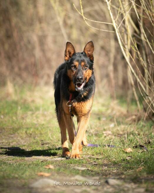 SZARIK – duży, dostojny chłopak szuka domu z kanapą