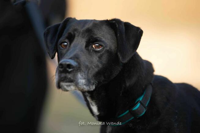 Odi – pies pełen radości, energii szuka kochającego domu