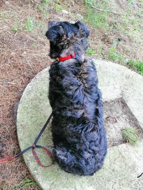 SZYSZKA młoda przyjazna łagodna suczka szuka domu