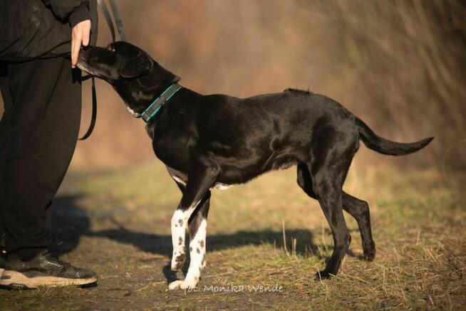 Odi – pies pełen radości, energii szuka kochającego domu