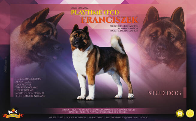 Szczenięta AKITA AMERYKAŃSKA - hodowla PlayTime FCI