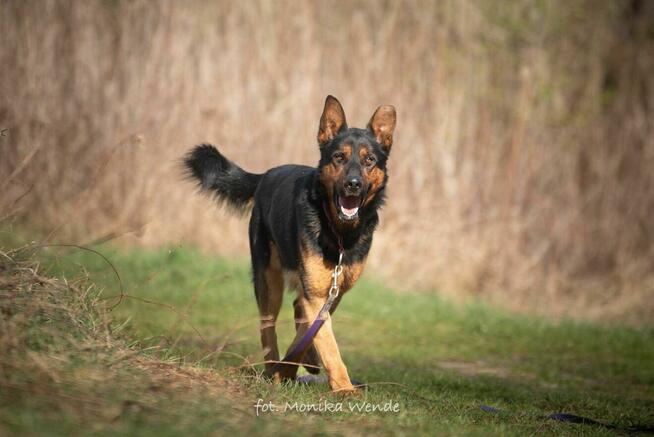 SZARIK – duży, dostojny chłopak szuka domu z kanapą