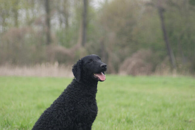 Szczenięta curly coated retriever ZKwP/FCI