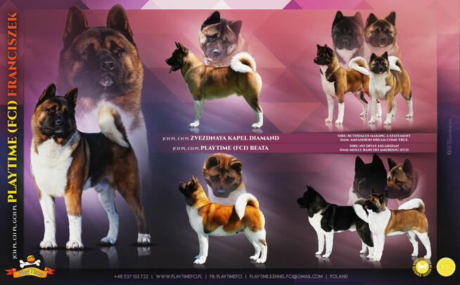 Szczenięta AKITA AMERYKAŃSKA - hodowla PlayTime FCI