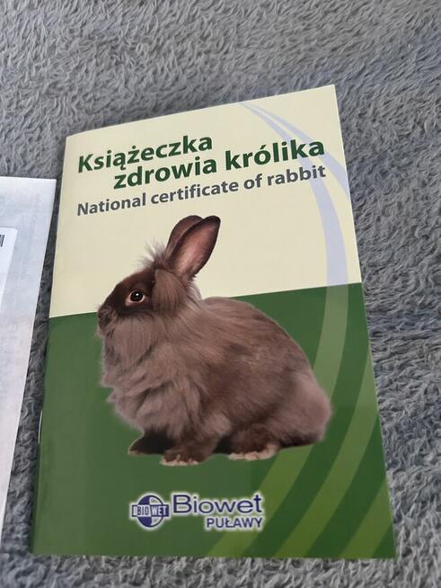 Sprzedam królika