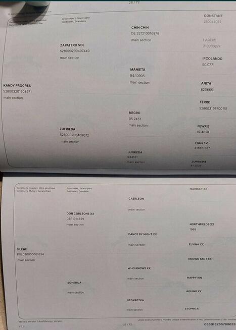 Ogier Zangersheide Sprzedam