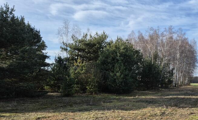 Działki budowlane, Grabów nad Pilicą, Stefanów, Grabów Zal.