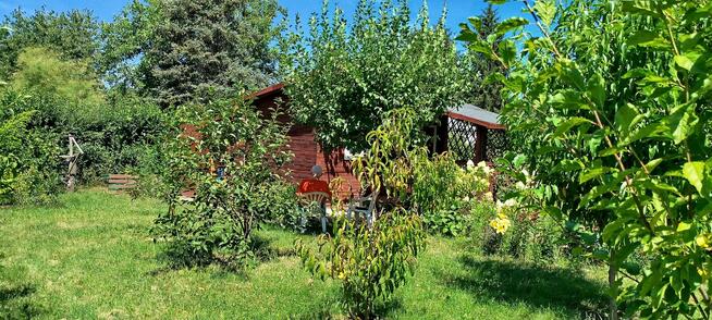 sprzedam działkę ROD Warszawa Sadyba