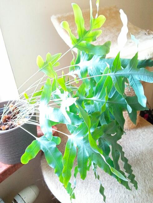 Flebodium szaro-niebieskie i ...