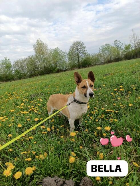 Bella ok1,5 r.sunieczka czeka na dom z kotem i dziećmi Marta