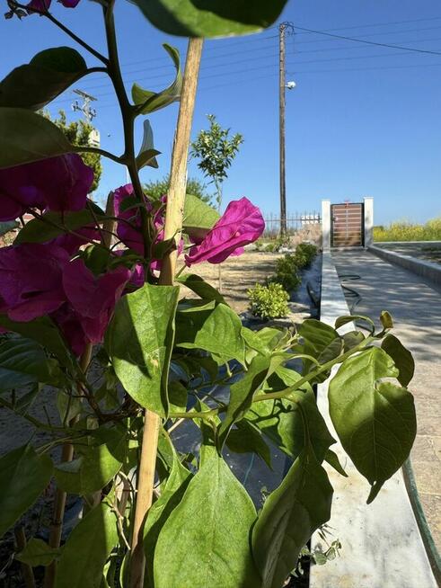 MAXIM Apartament Greece – Apartamenty w Grecji do wynajęcia