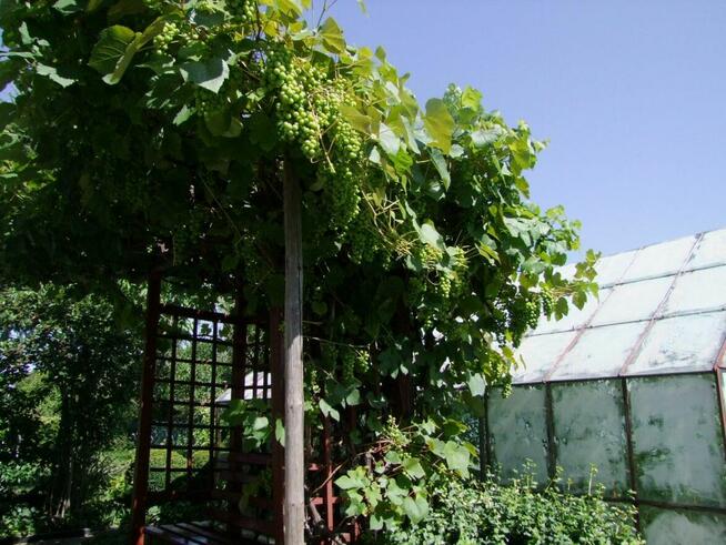 Sprzedam działkę rekreacyjną. Skarżysko-Kamienna.