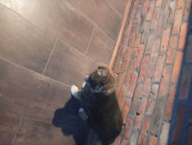 Odam suczkę w dobre ręce