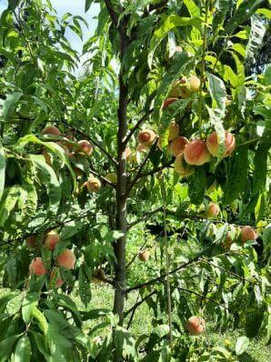 sprzedam działkę ROD Warszawa Sadyba