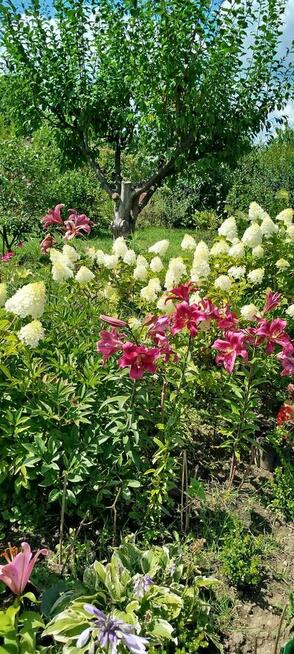 sprzedam działkę ROD Warszawa Sadyba