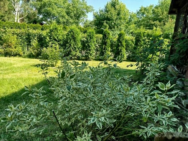 sprzedam działkę ROD Warszawa Sadyba