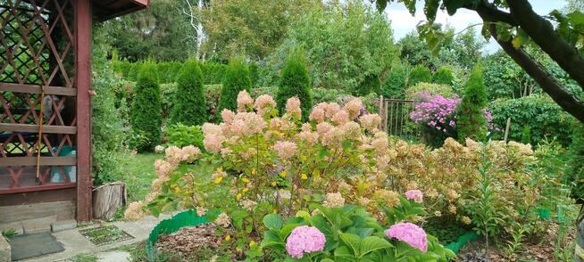 sprzedam działkę ROD Warszawa Sadyba